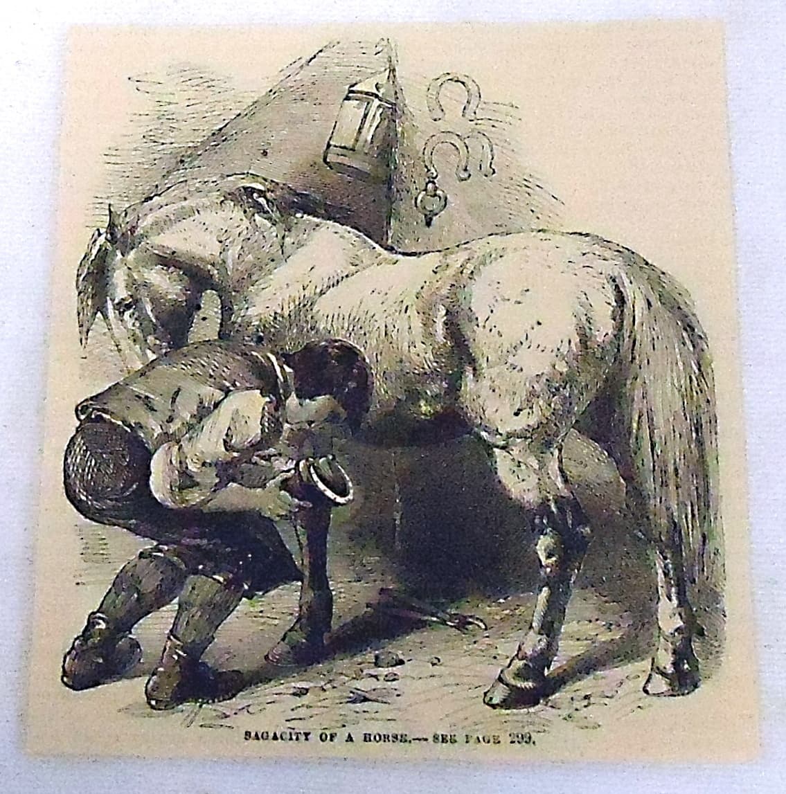 1882 magazine engraving ~ SAGACITY OF A HORSE, man putting horseshoes on horse