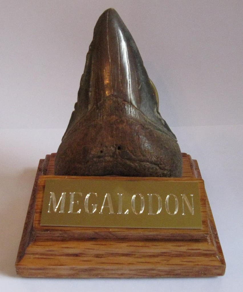 MEGALODON SHARK TOOTH 4" FOSSIL DISPLAY STAND ENGRAVED PLAQUE Tooth Not Included 4