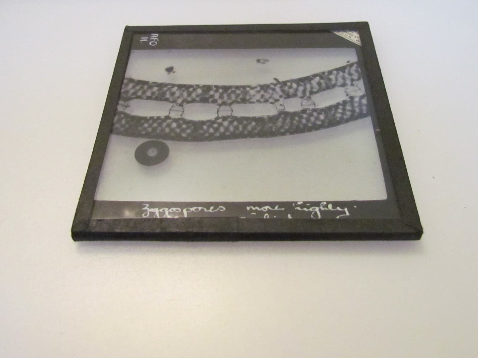 Glass Magic Lantern Slide ZYGOSPORES C1910 NATURE MISCROSCOPE IMAGE  2