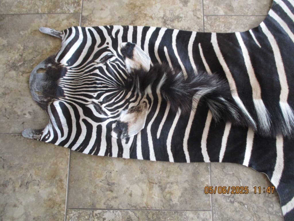South African Burchell Zebra Rug 3