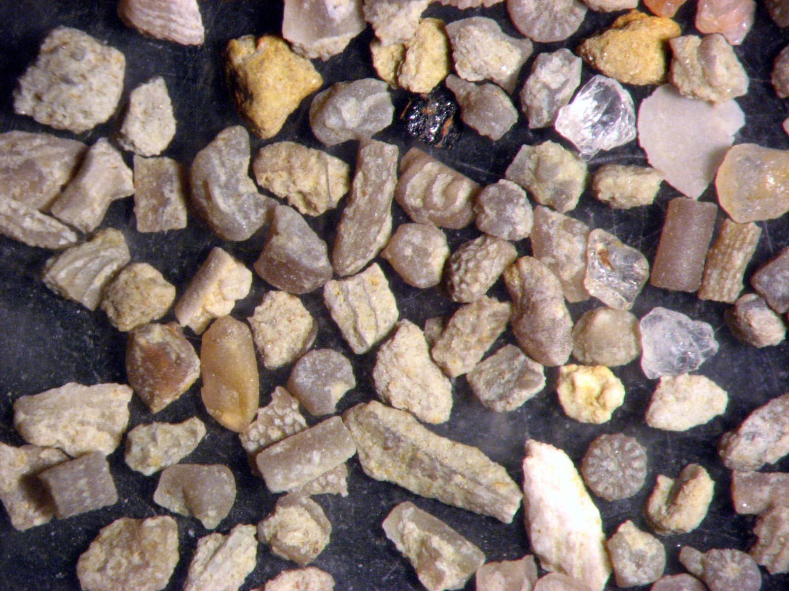 Introduction to Micro fossils teacher kit ~30 students microscope teaching 5