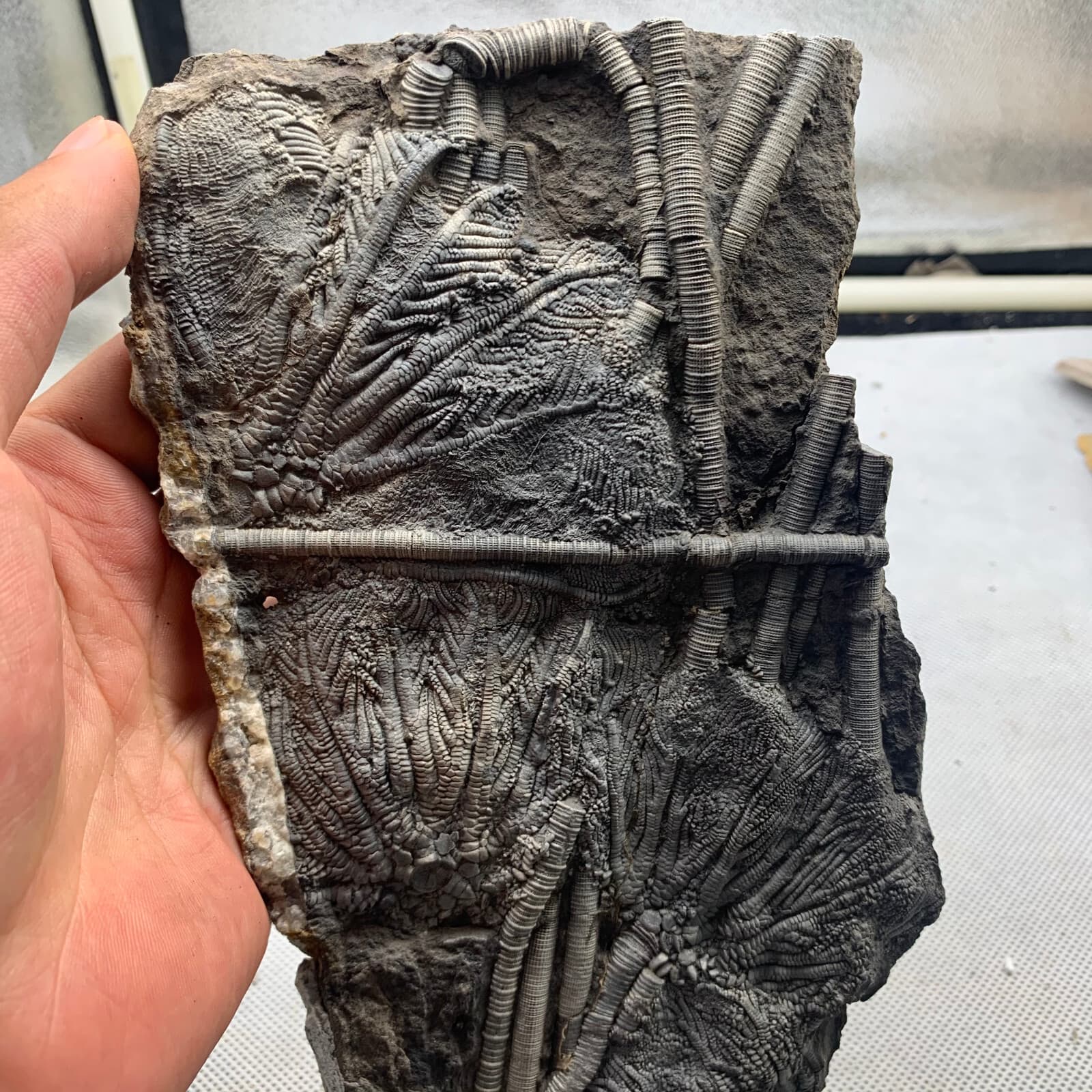 350 grams of fossils of crinoid from the Guanling Biota in Guizhou 2