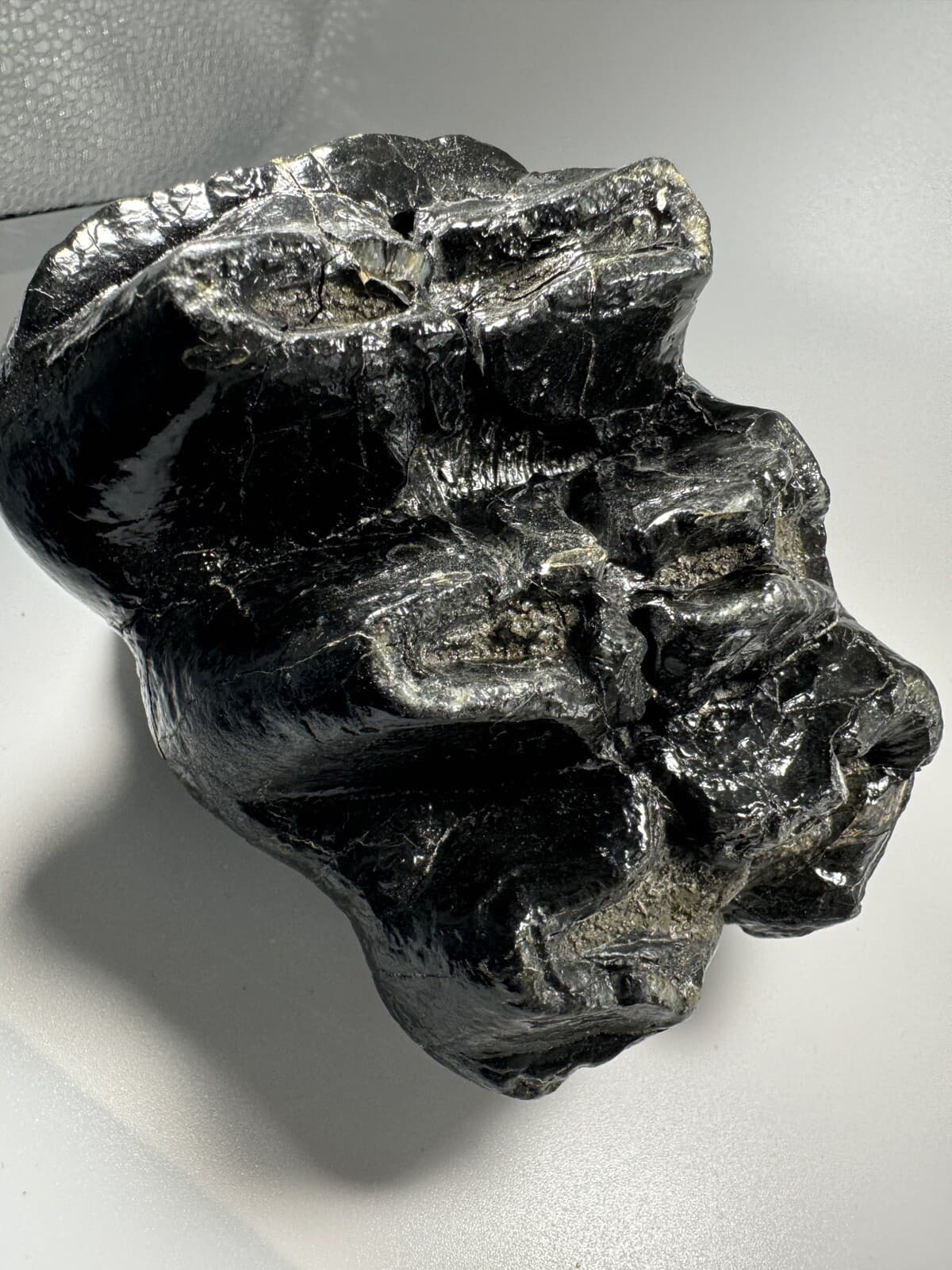 Georgia Mastodon Fossil Tooth/Molar With Partial Root Mammal Fossil Not Mammoth 4