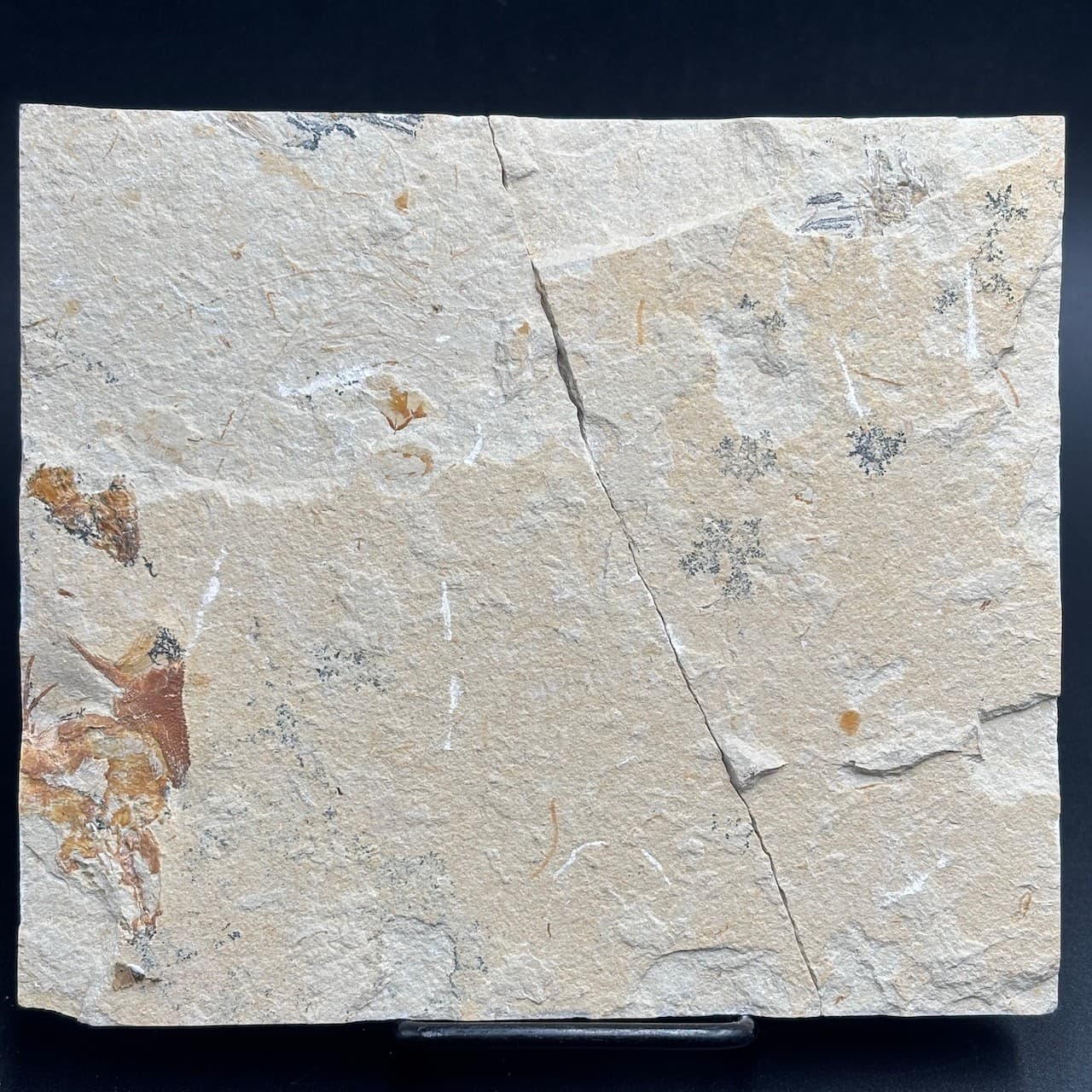 Pycnosteroides levispinosus fossil fish - Cretaceous Cenomanian Lebanon - 6.5 cm 4