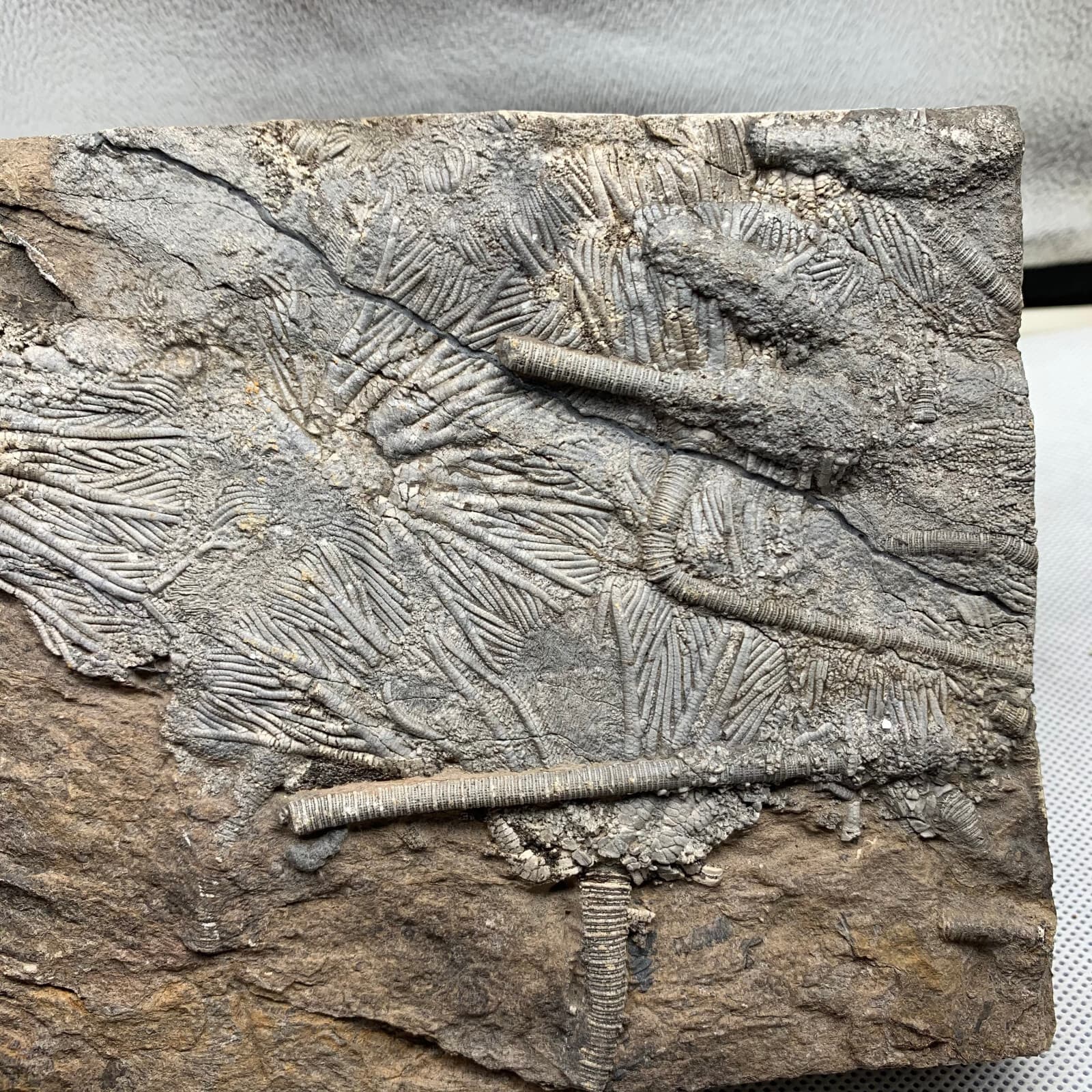 1180 grams of fossils of crinoid from the Guanling Biota in Guizhou 2