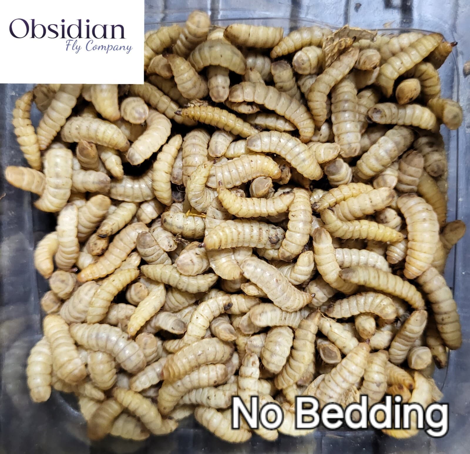 LIVE Black Soldier Fly Larvae (120, 250, 500) 5