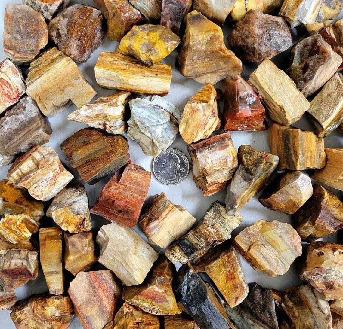 Rough Petrified Wood Crystals, Bulk Healing Gems & Fossil Stones for Tumbling 2