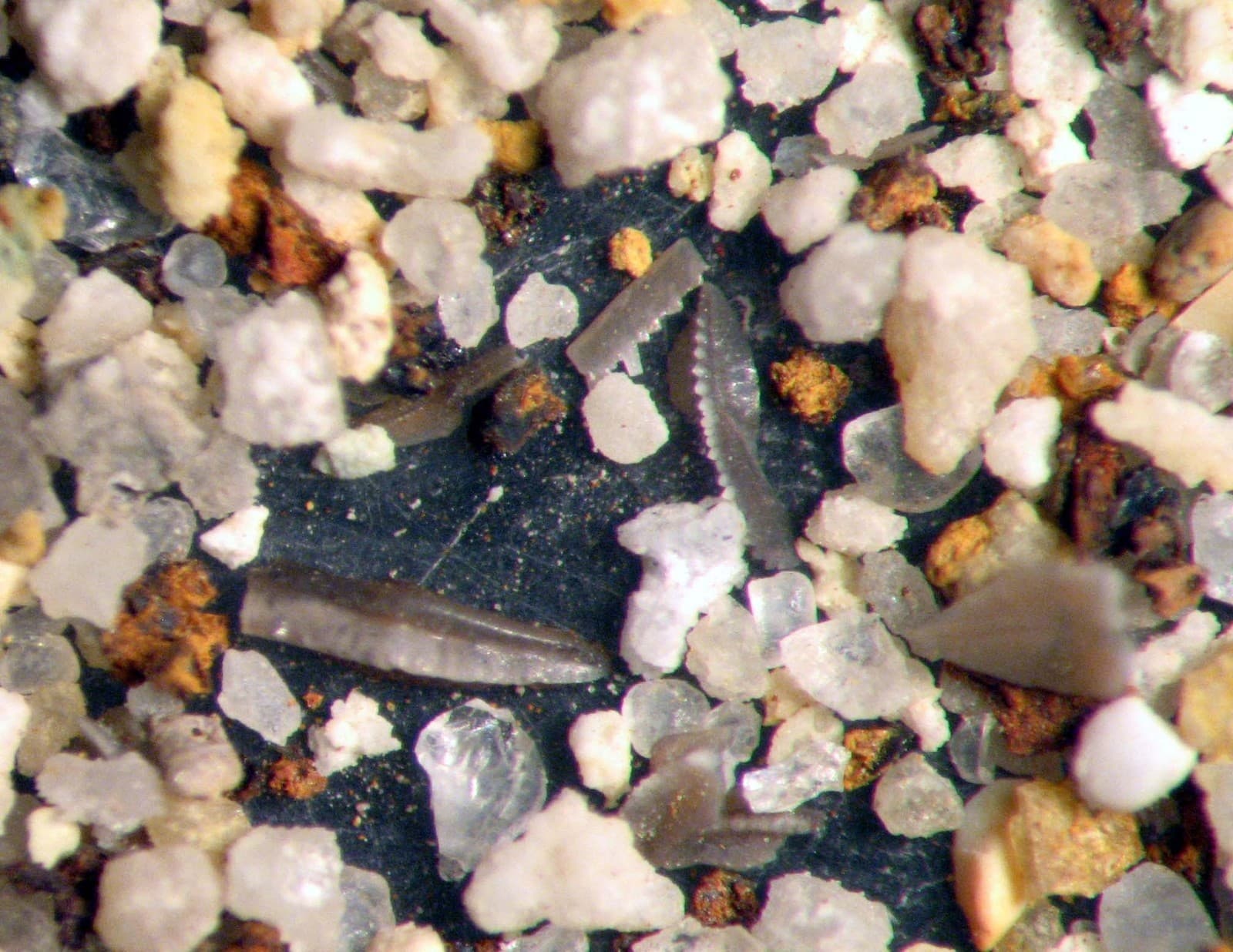 Mississippian Conodont microfossil matrix sample Chappel Limestone Super Rich 5