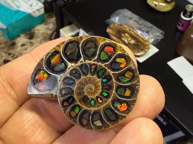 SPECTACULAR RARE,AMMOLITE(CANADA) INLAY IN FOSSIL AMMONITE(MADAGASCAR)SEE VIDEO! 6