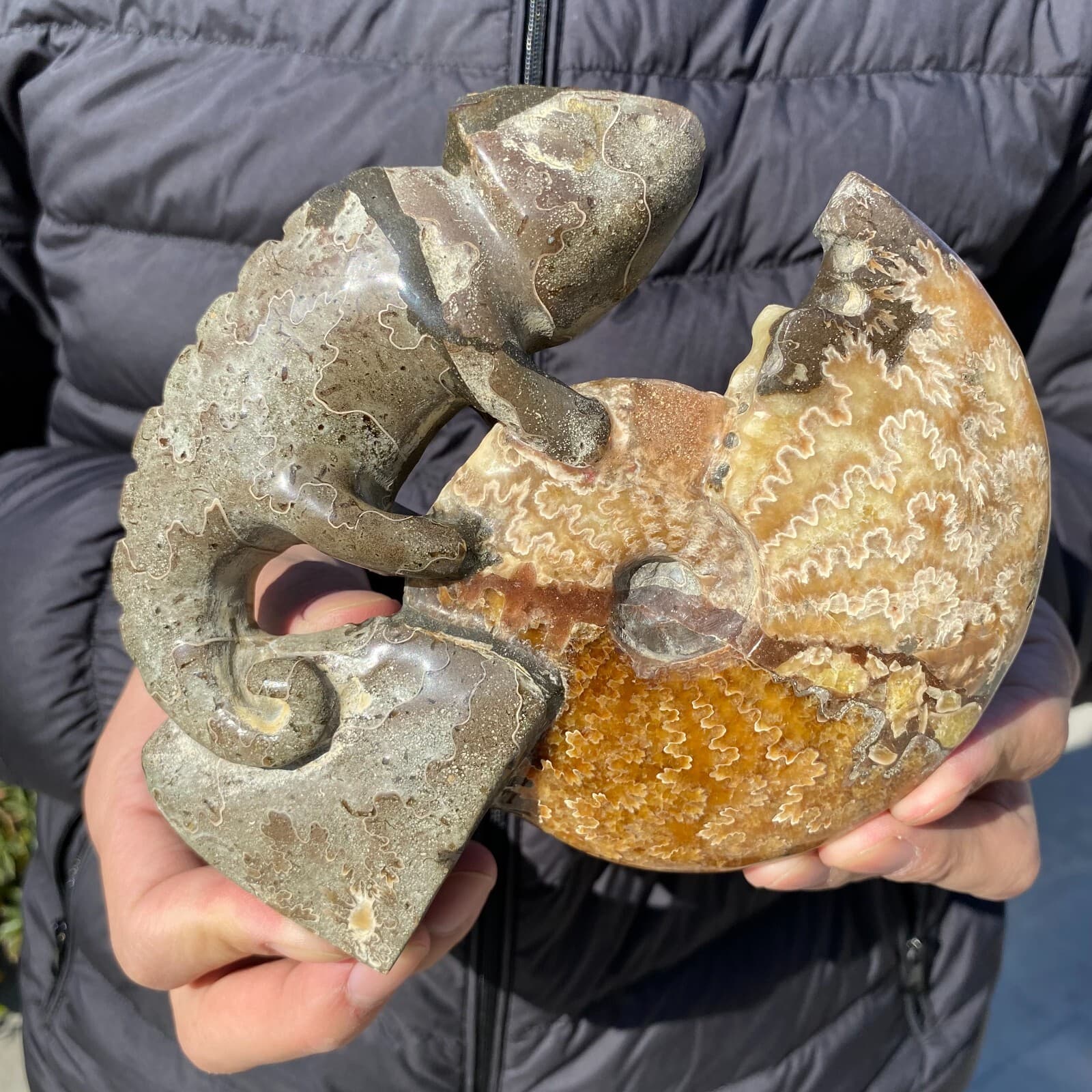 735g Natural Beautiful Ammonite Fossil Conch Crystal Specimen Healing 5