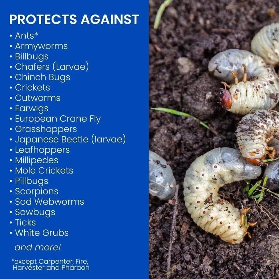 BioAdvanced 24 Hour Grub Killer Plus Granules, 10 LB Bag 4