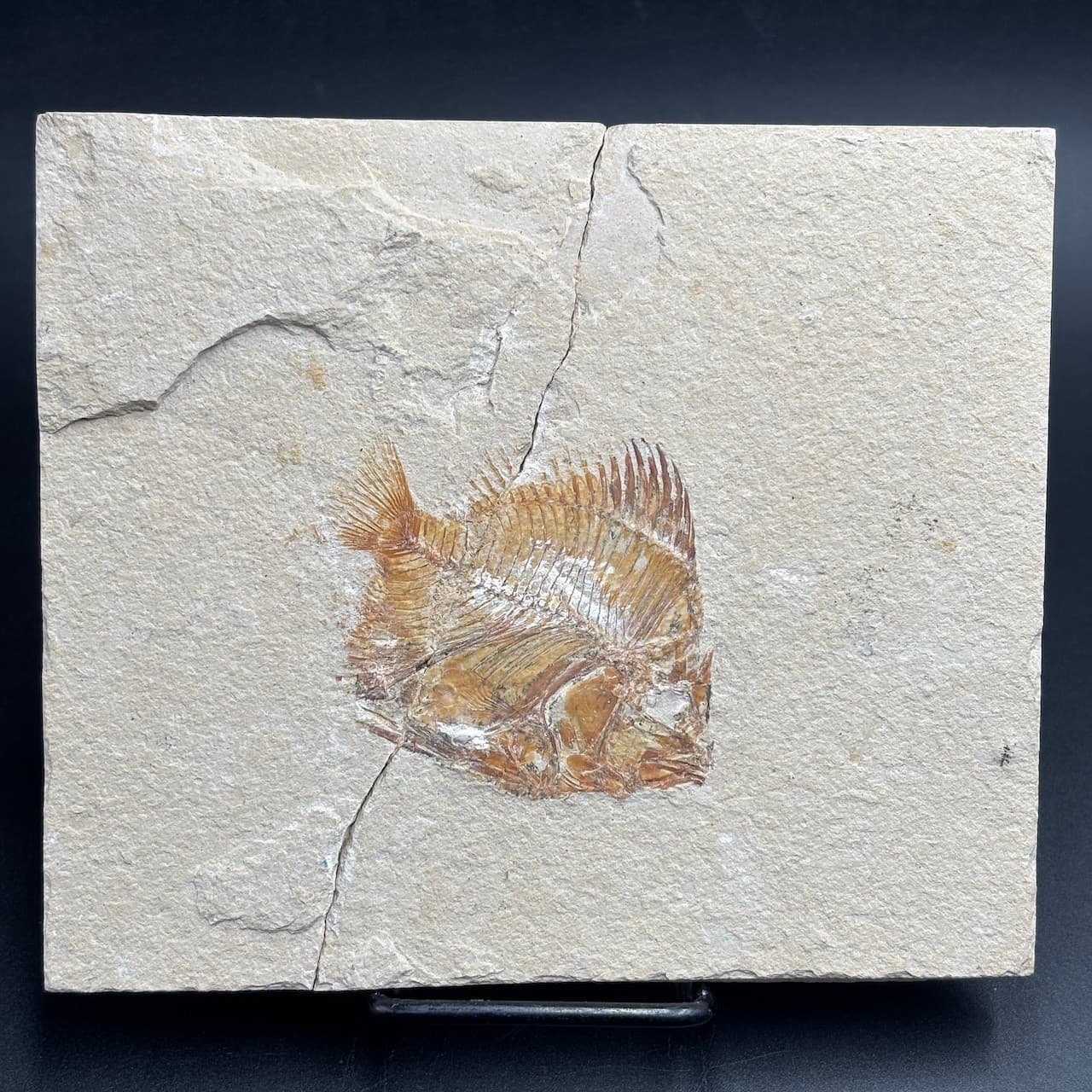 Pycnosteroides levispinosus fossil fish - Cretaceous Cenomanian Lebanon - 6.5 cm