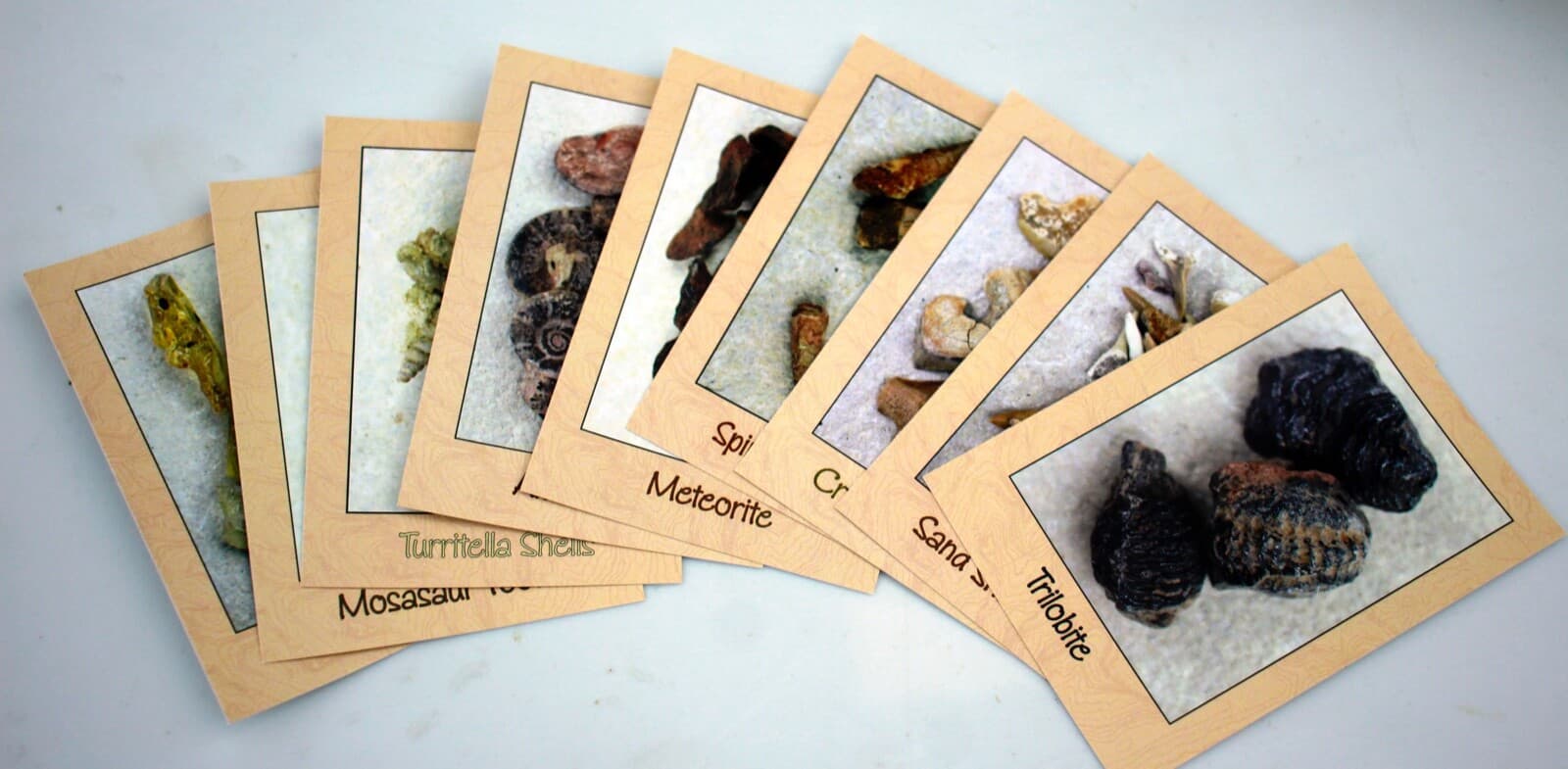 North African Fossils Collection 3