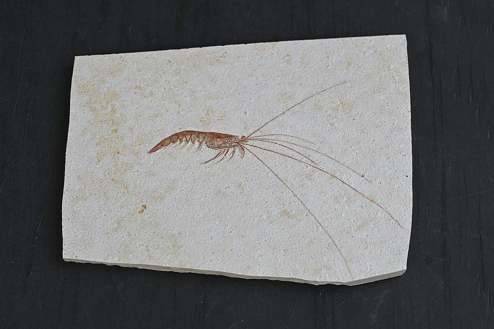 Solnhofen Fossil Shrimp- Antrimpos 2