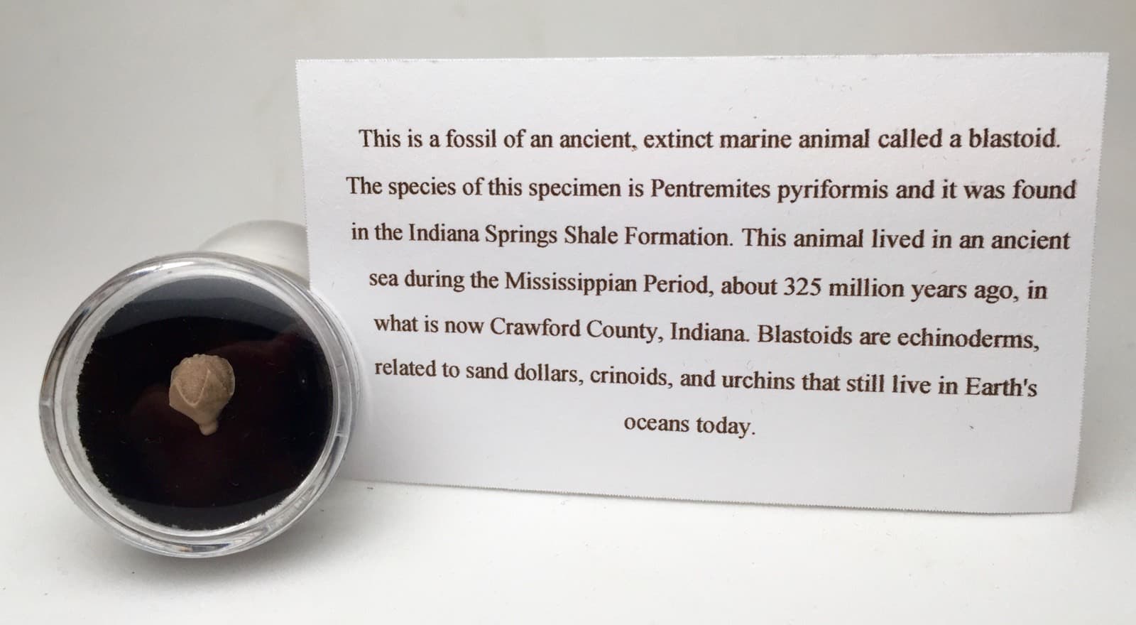 Blastoid Specimen NICE Fossil Sea Life Echinoderm Mineral INDIANA w/ ID card 6