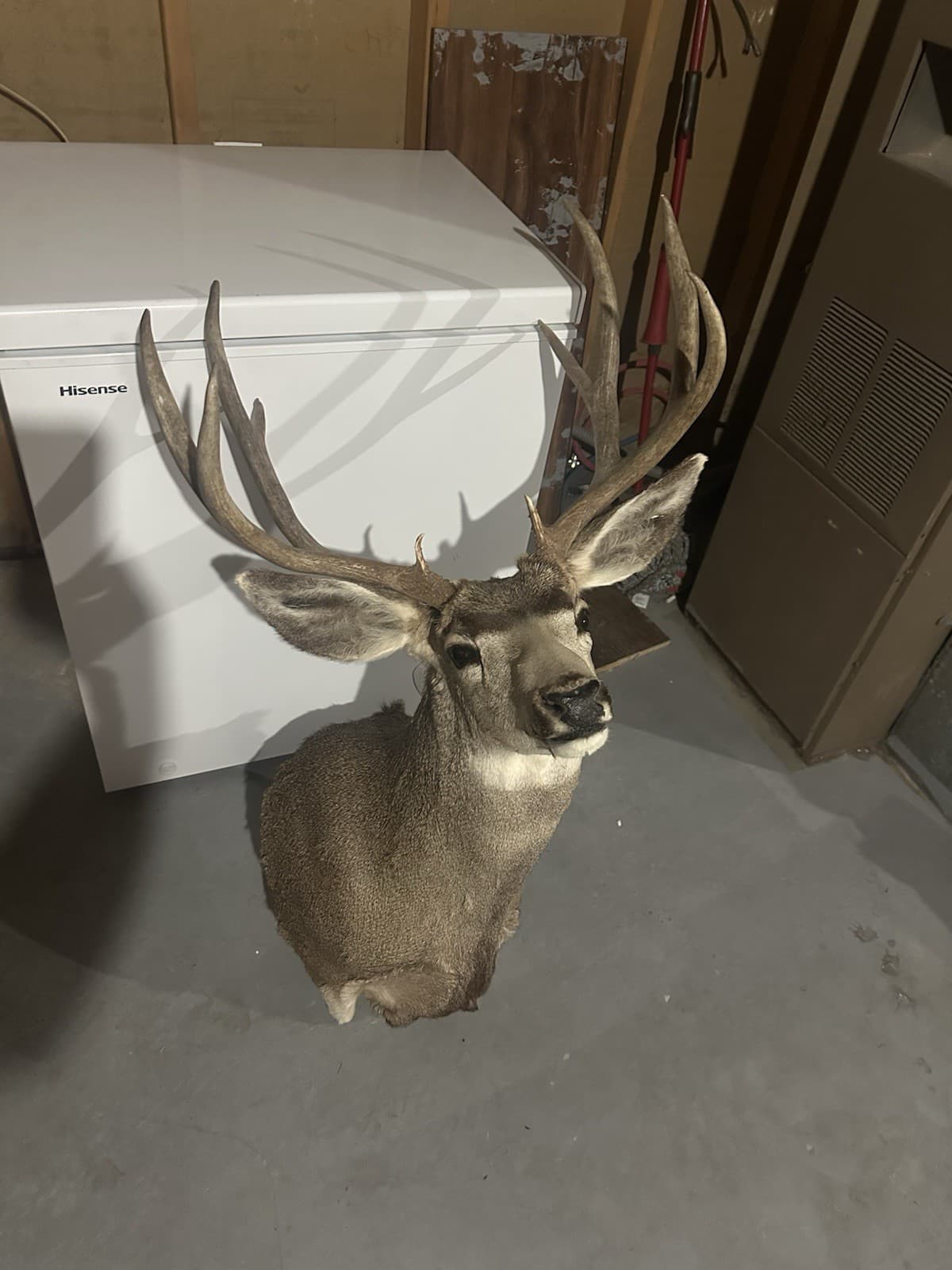 Beautiful Mule Deer Shoulder Mount 2