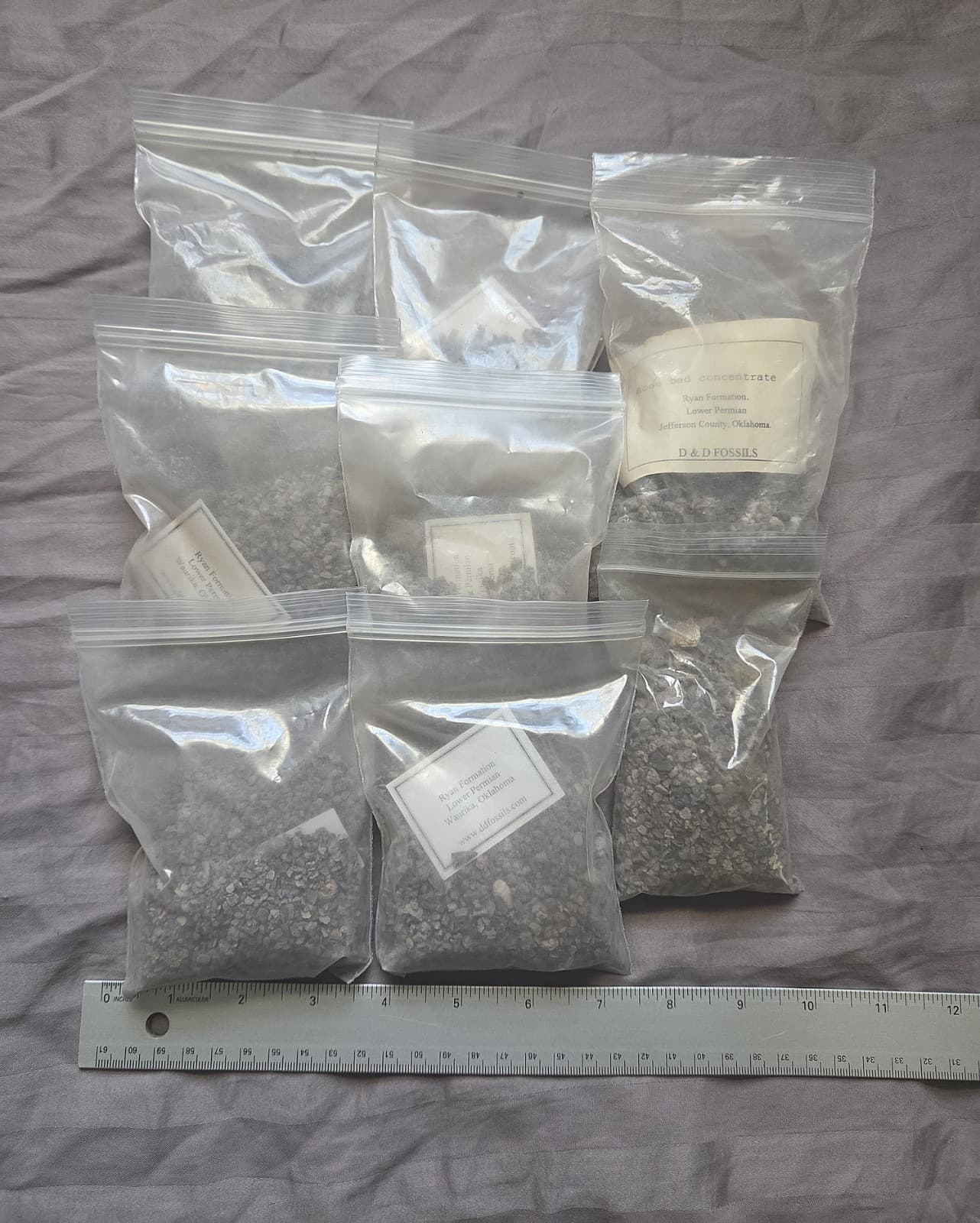 Rare Real Dinosaur Fossil Dig Experience Kit Permian of Oklahoma Edition  3