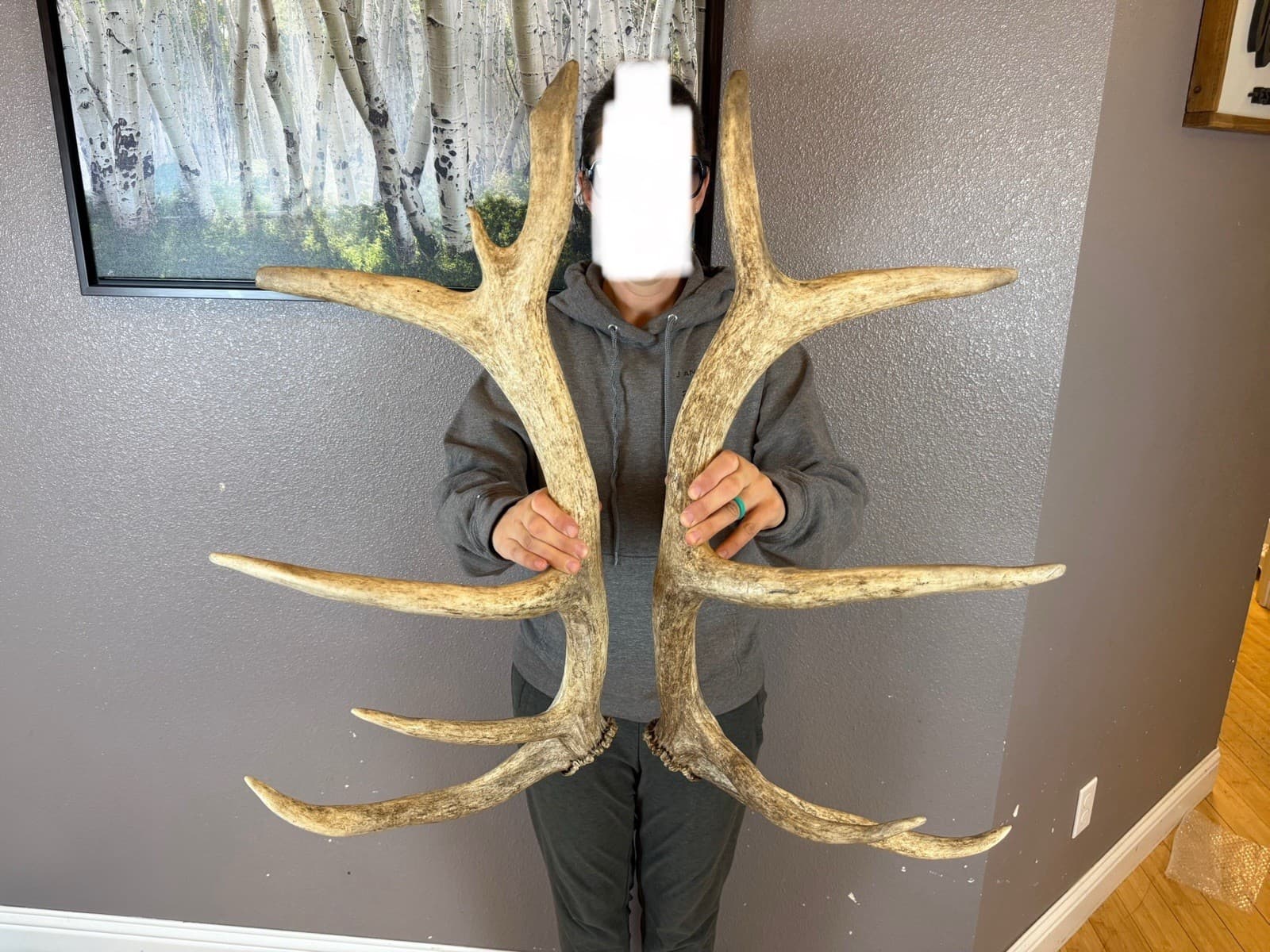 Matched Set 5x6 ELK ANTLERS Sheds IDAHO HORN DEER SHED MOOSE Rustic Decor 2