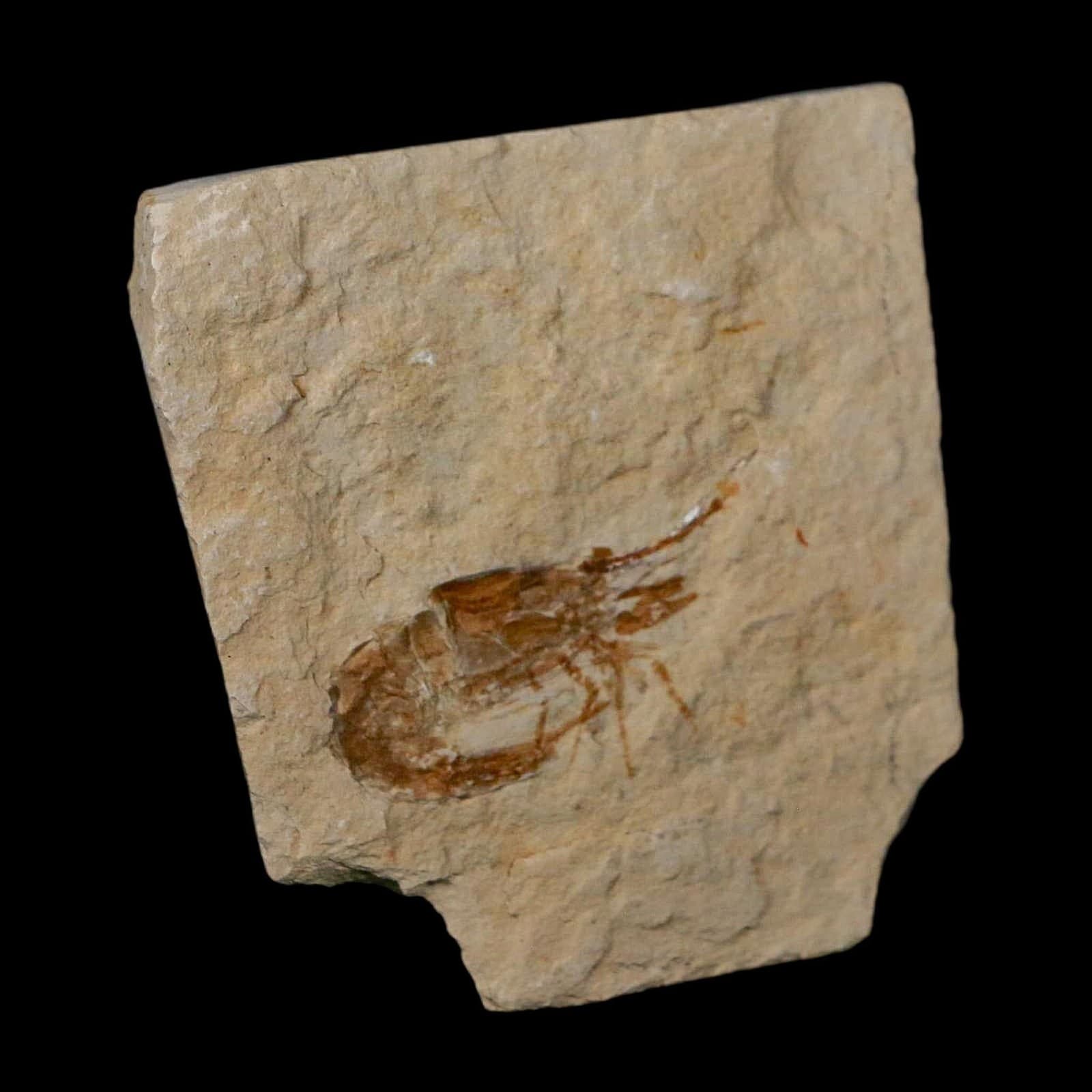 1.4" Fossil Shrimp Carpopenaeus Cretaceous Age 100 Mil Yrs Old Lebanon COA 4