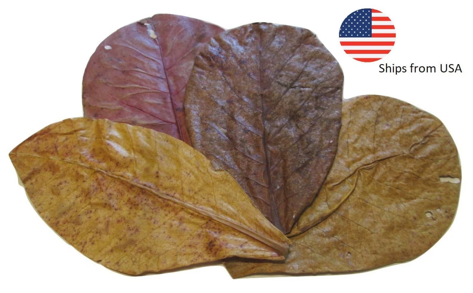 Large Indian almond leaves 7inch-10inch Catappa, Ketapang for shrimp Beta Fish 2