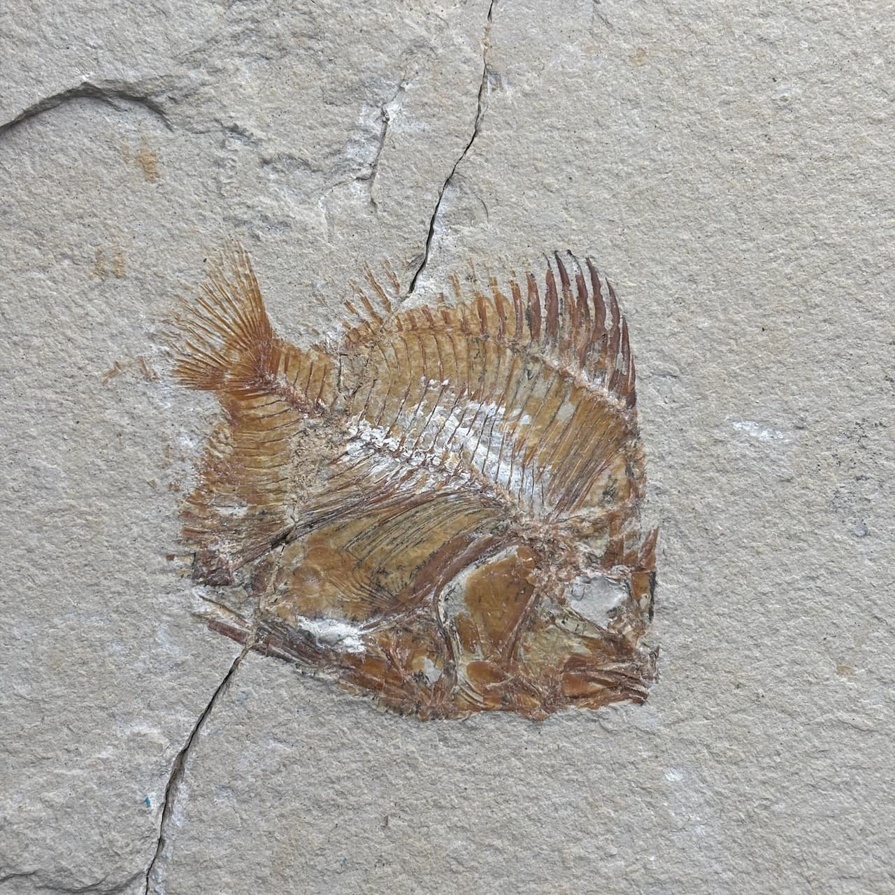 Pycnosteroides levispinosus fossil fish - Cretaceous Cenomanian Lebanon - 6.5 cm 2