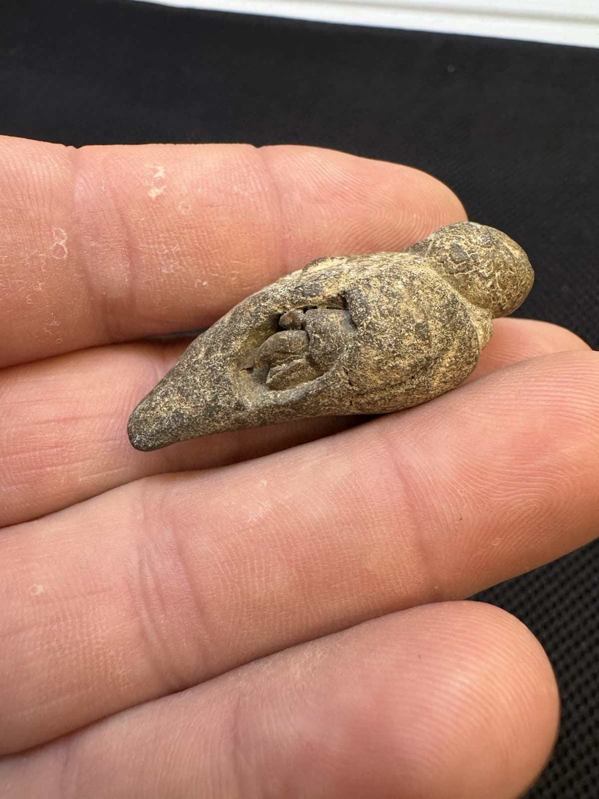 Cretaceous Period Fossil Hermit Crab From North Mississippi 3