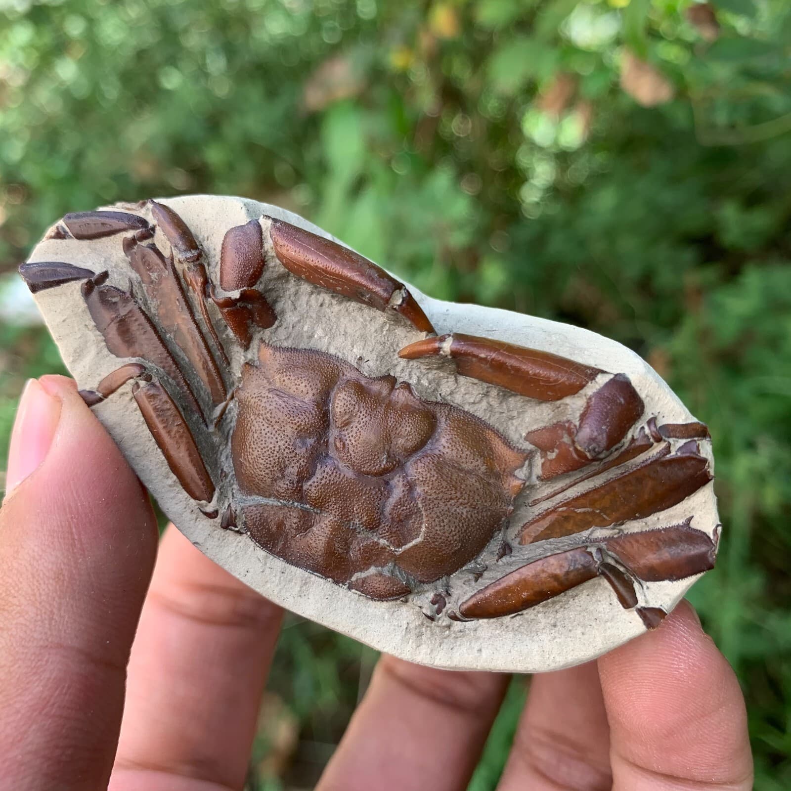 Jurassic Period Perfect Crab Fossil Dinosaur Age 2