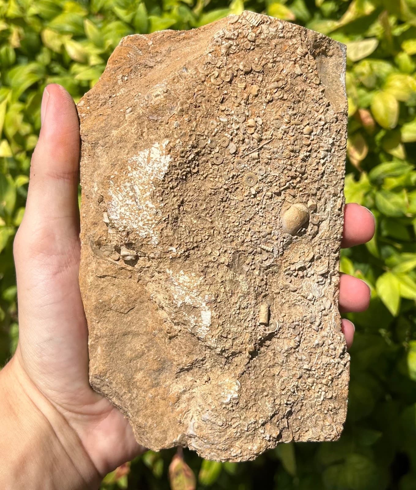 DOUBLE Fossil Crinoids in Matrix Rhopocrinus Cymbiocrinus Alabama Bangor Fm 5