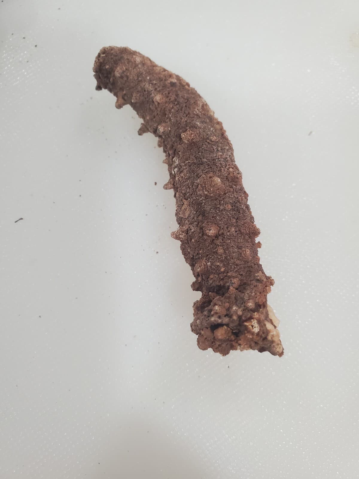 Dried Wild Red Alaska Sea Cucumber Small 1 LB ( 46-55 count) 4