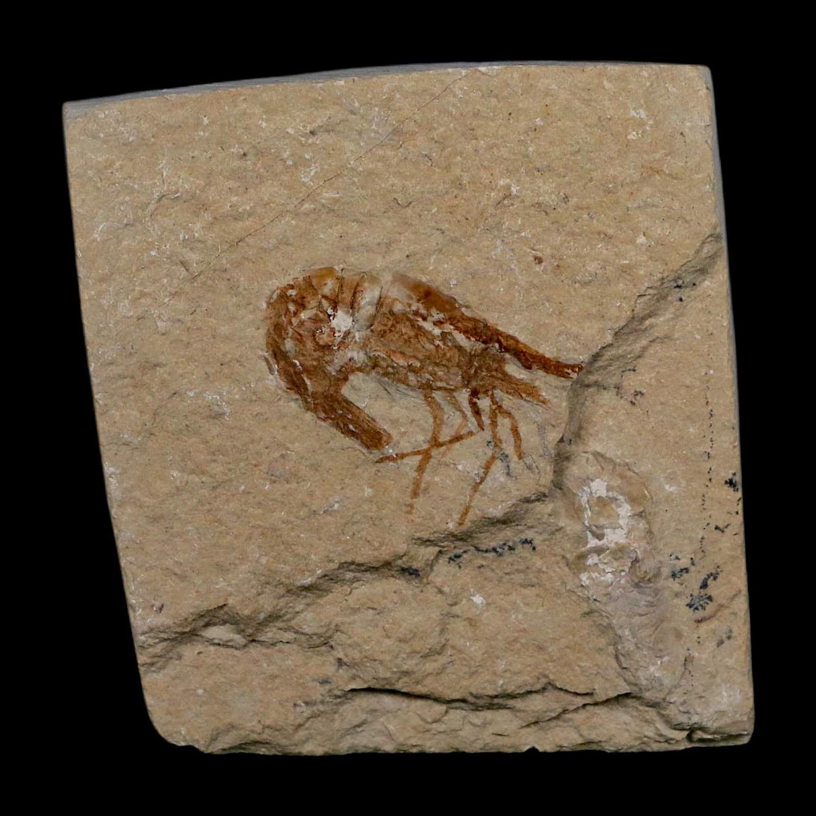 1.1" Fossil Shrimp Carpopenaeus Cretaceous Age 100 Mil Yrs Old Lebanon COA 2
