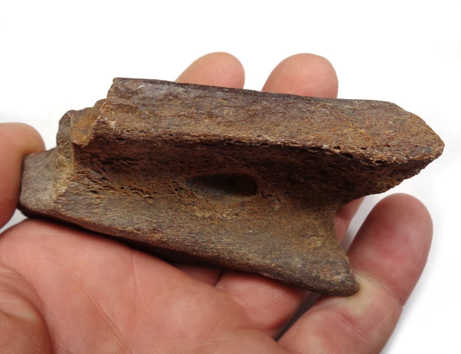 NEWEST! Excellent Dino bone, Late Cretaceous, Turonian, 90 ma, Uzbekistan #7 4