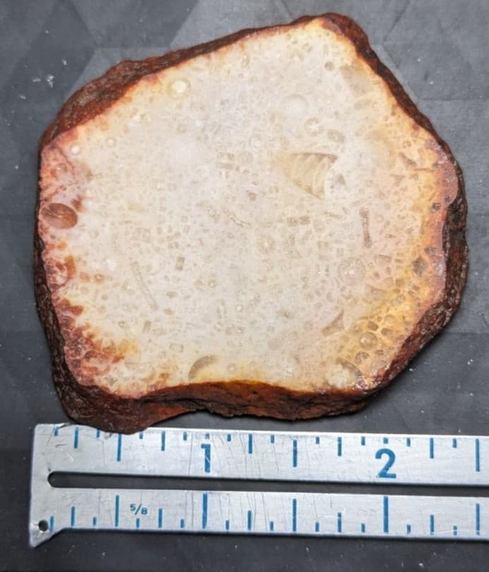 Fossil Crinoids slab 3