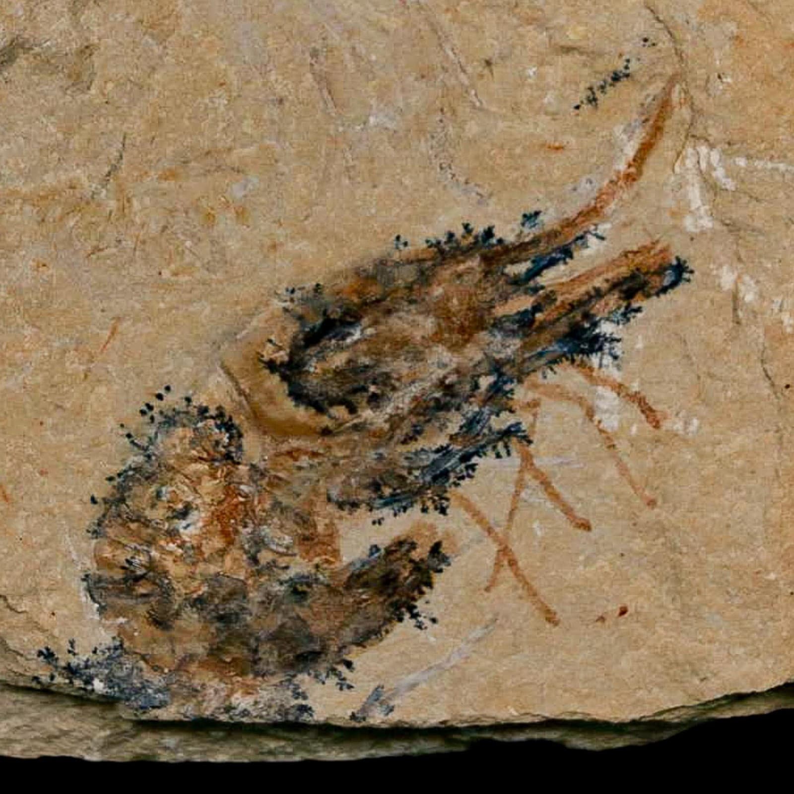 1.8" Fossil Shrimp Carpopenaeus Cretaceous Age 100 Mil Yrs Old Lebanon COA