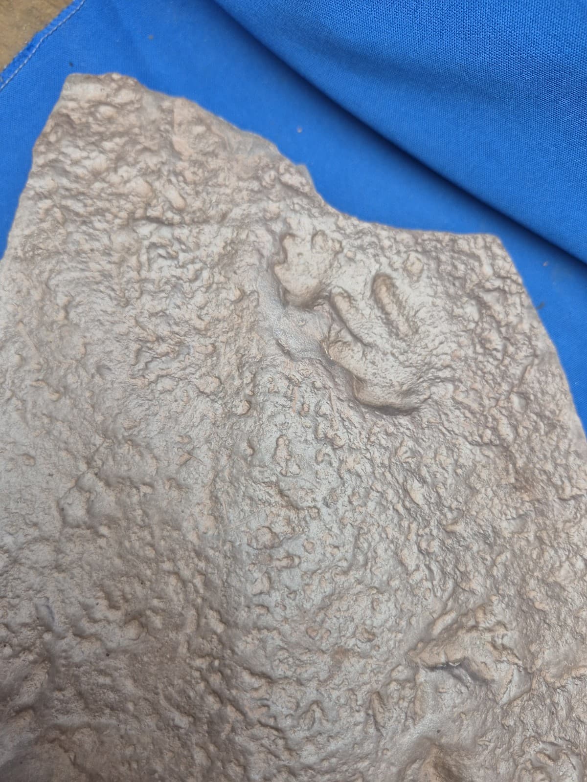 RARE Sponge-like Animal Fossils 2