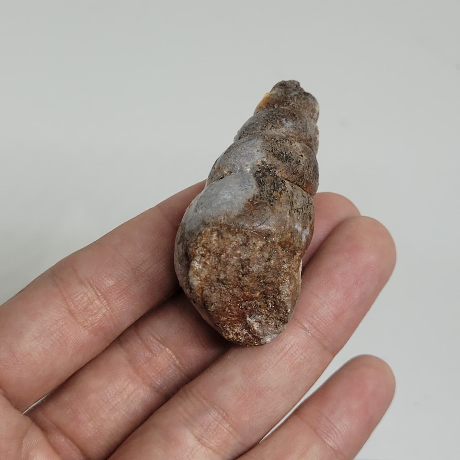 32 gr Indonesia NATURAL Rough Gastropod SeaShell Mollusca Fossil Specimen 8-124 4