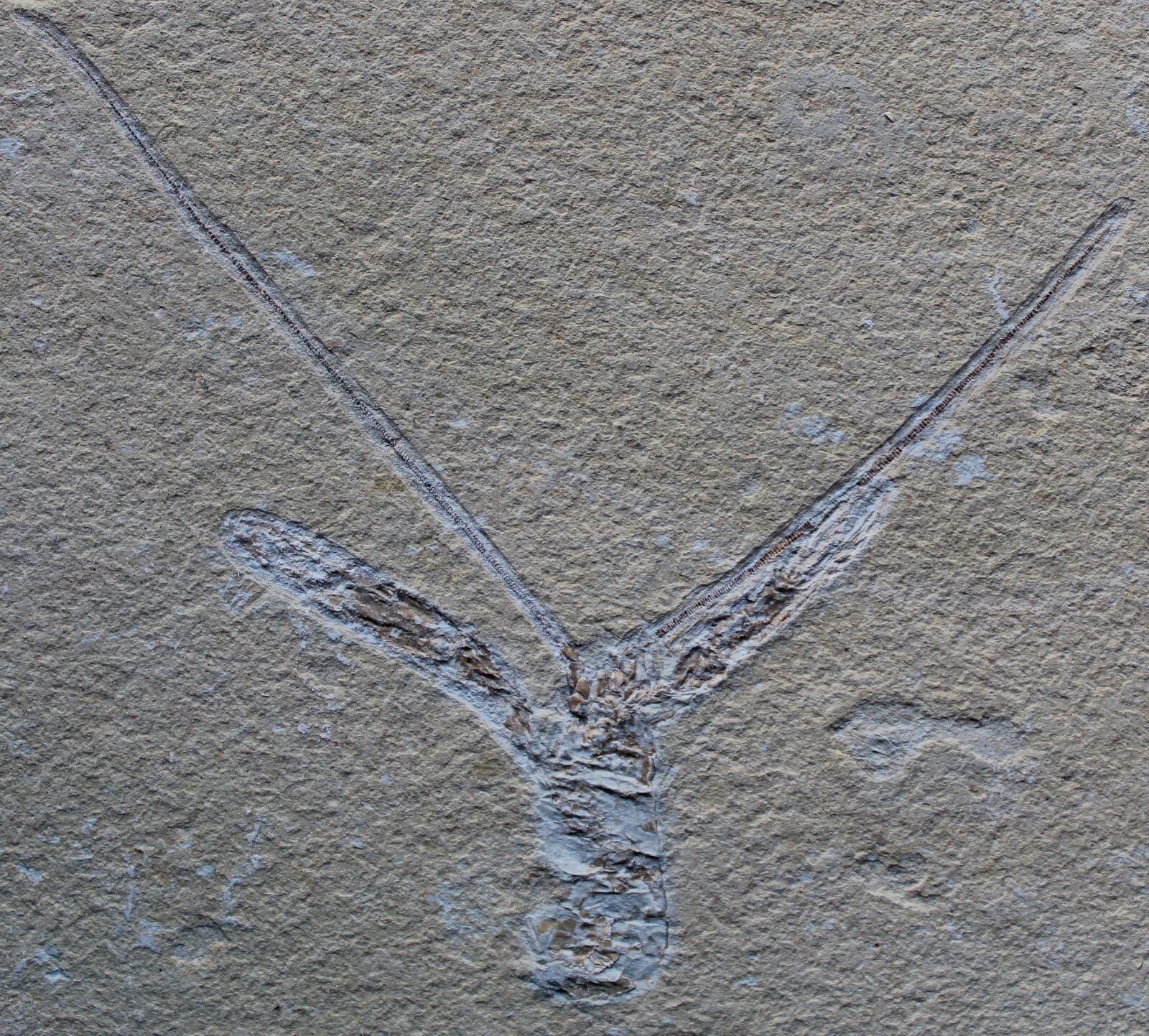 Pseudostacus 38 - Homarus Lobster - Nice Antennas - Cretaceous Fossils Lebanon 3