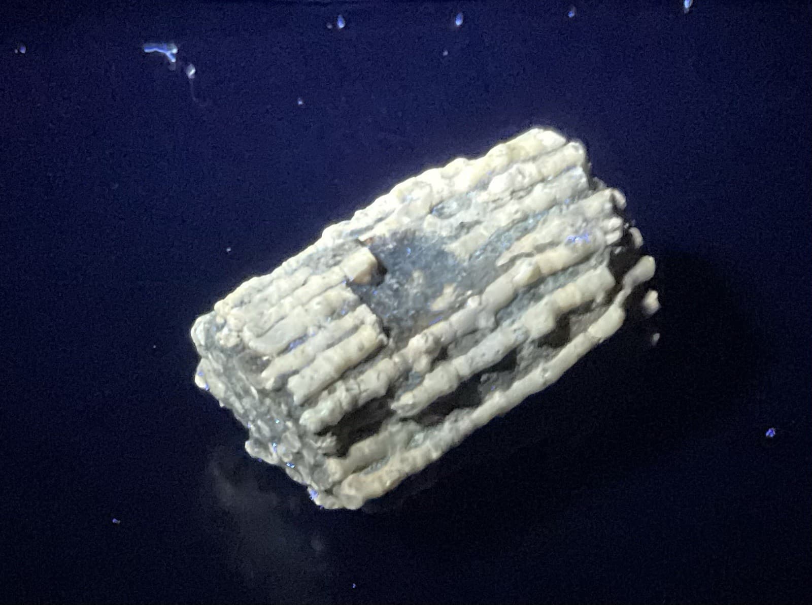 23g Highly Fluorescent Crinoid Cluster Devonian Milwaukee WI UV 6