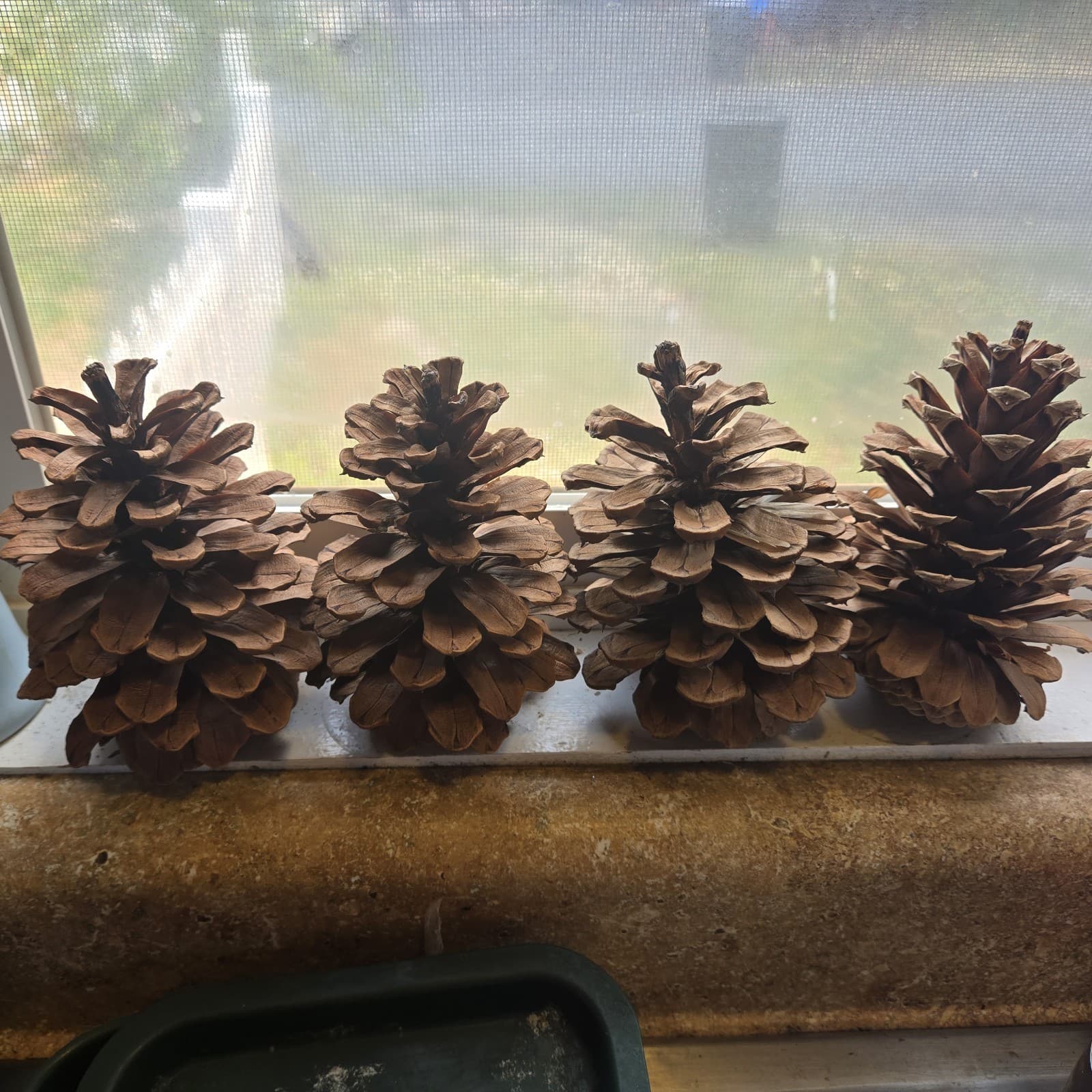 4 Nice Big Ponderosa Pinecones Over 5 Inches Washed And Oven Dried. 6 Ounces. 3
