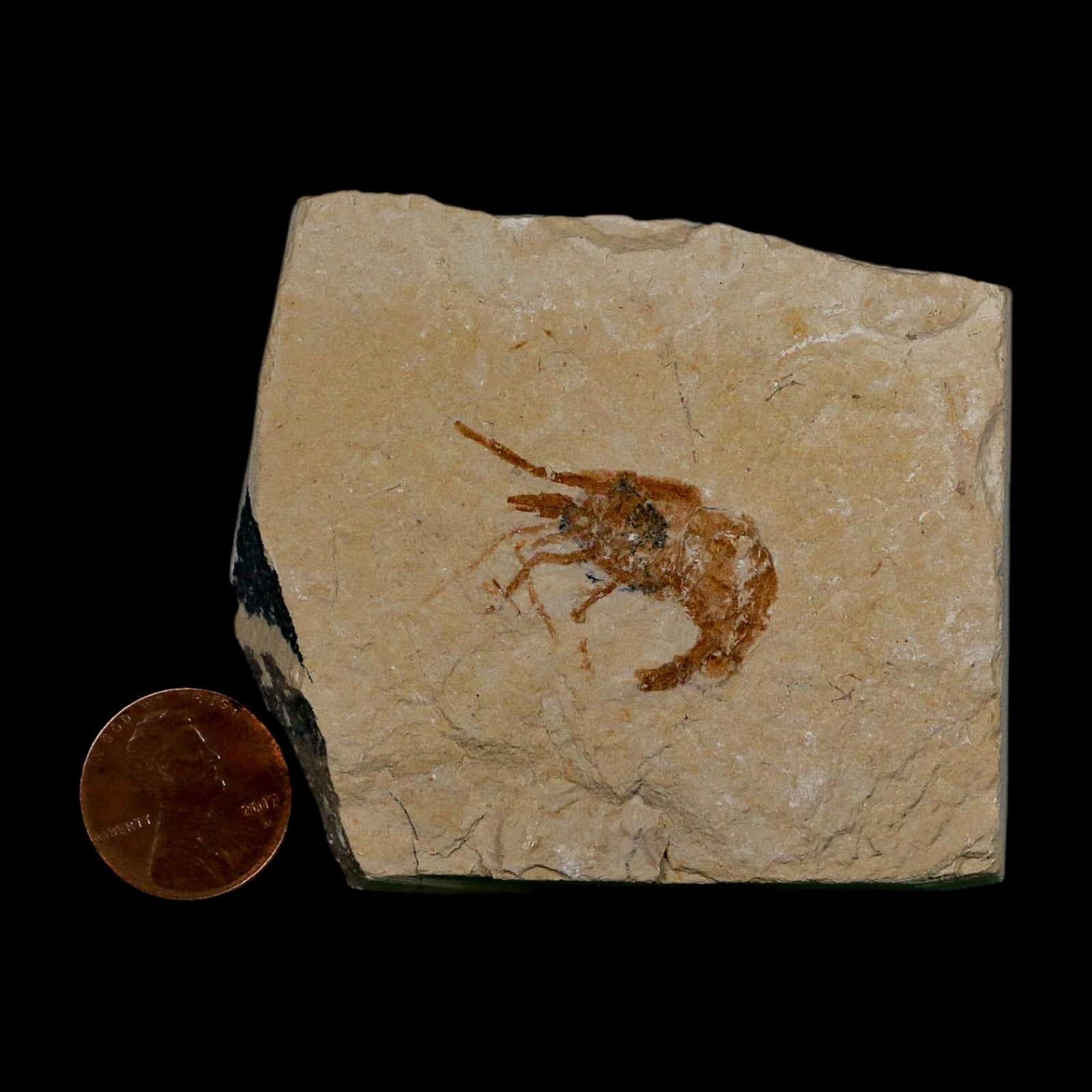 1.1" Fossil Shrimp Carpopenaeus Cretaceous Age 100 Mil Yrs Old Lebanon COA 3