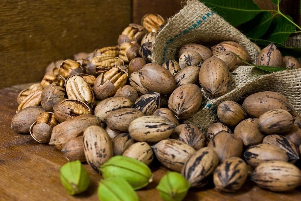 Newly Fresh Crops Pecans In Shell 5 LB