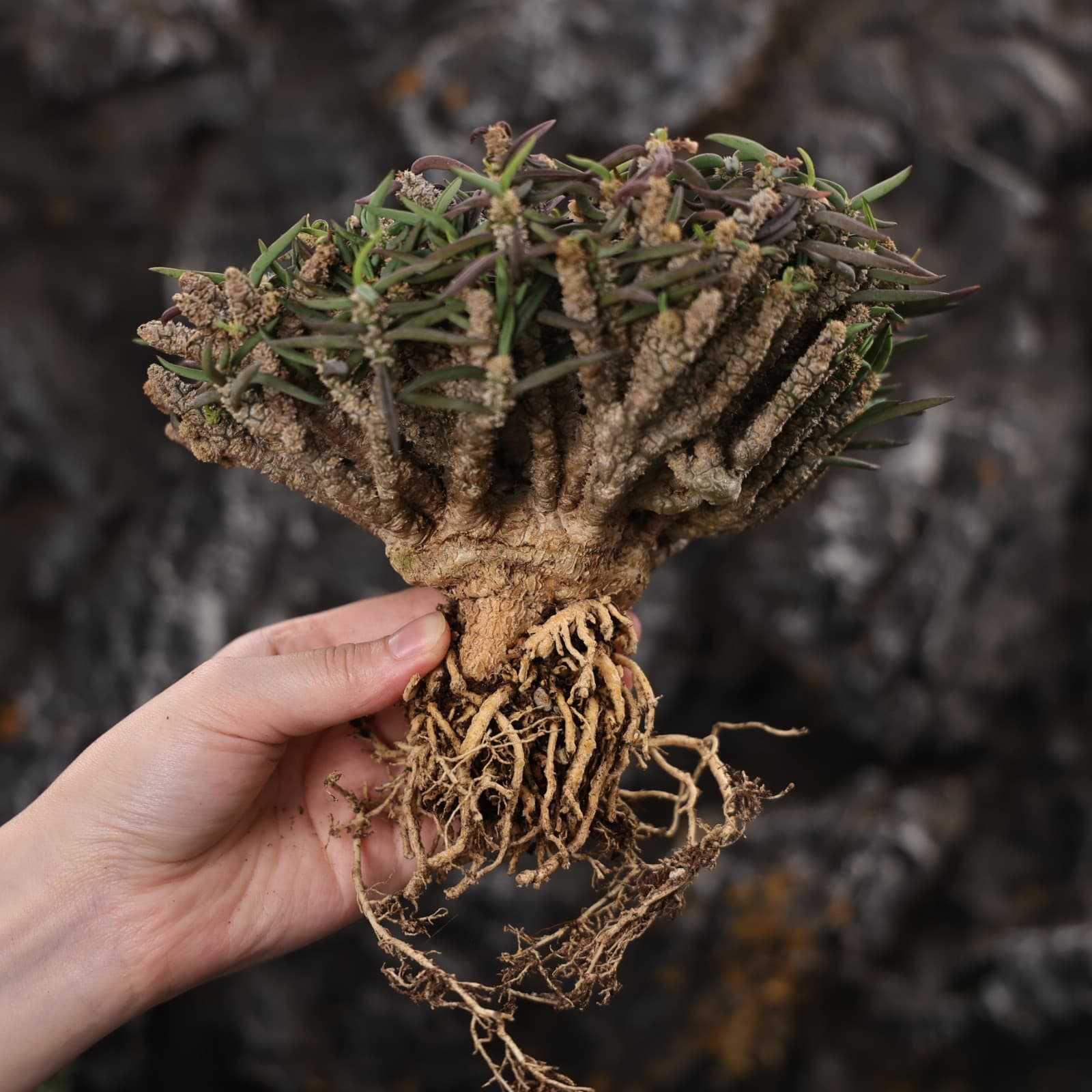 20CM Euphorbia Cylindrifolia Succulent Cactus Plant Cactaceae Home Garden Plant 5