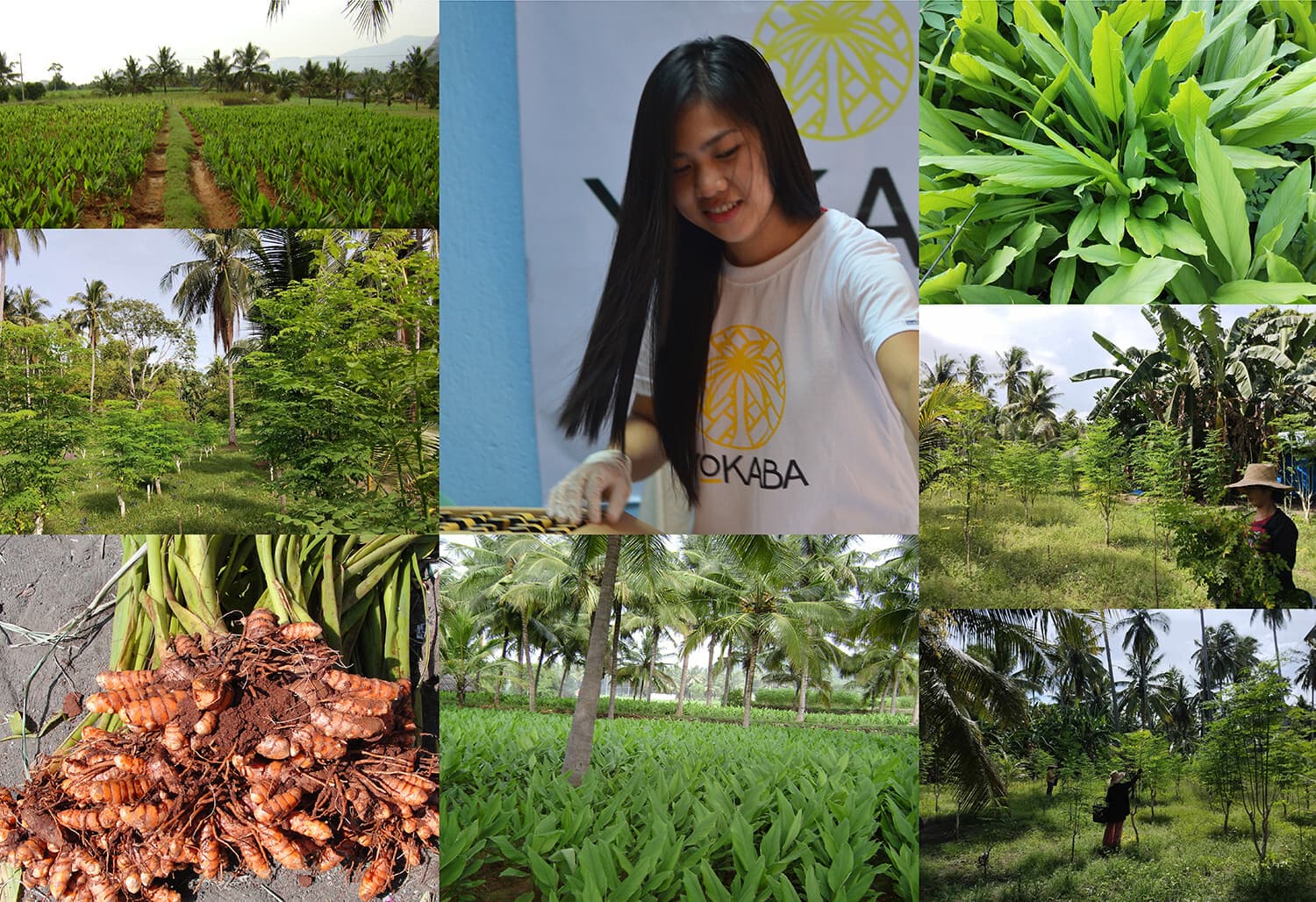 Soursop Graviola Pure Leaf Tea  by YOKABA - 50 TEA BAGS - Annona Muricata 6