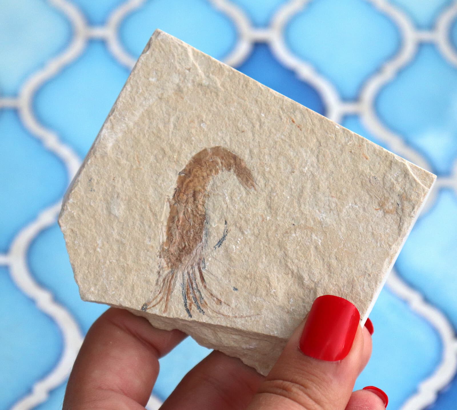 Fossil Shrimp Solnhofen Germany   Jurassic   Well Preserved History   8.2 Cm's 5