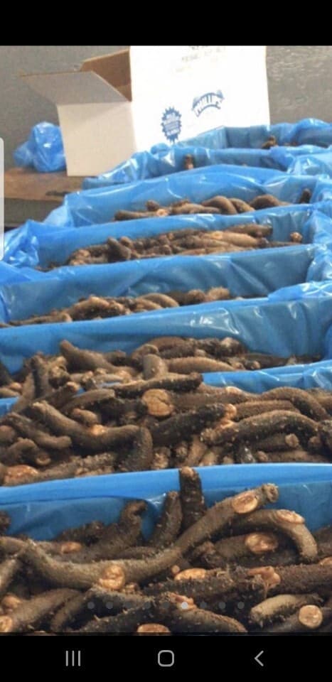 Dried Wild Red Alaska Sea Cucumber Ocean Run 1 LB (Small, Medium) 2