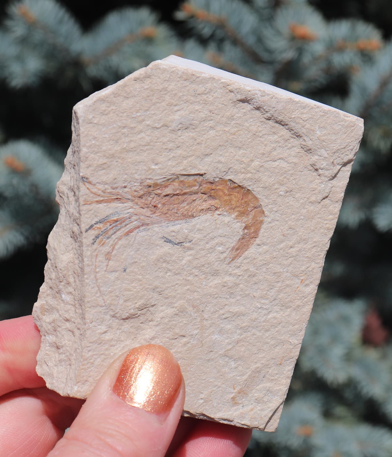 Fossil Shrimp Solnhofen Germany   Jurassic   Well Preserved History   8.2 Cm's 2
