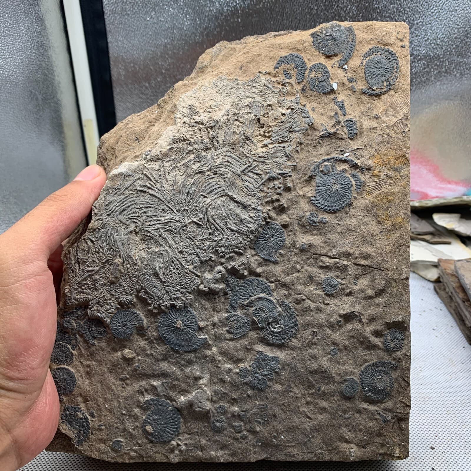 2010 grams of fossils of crinoid from the Guanling Biota in Guizhou 2