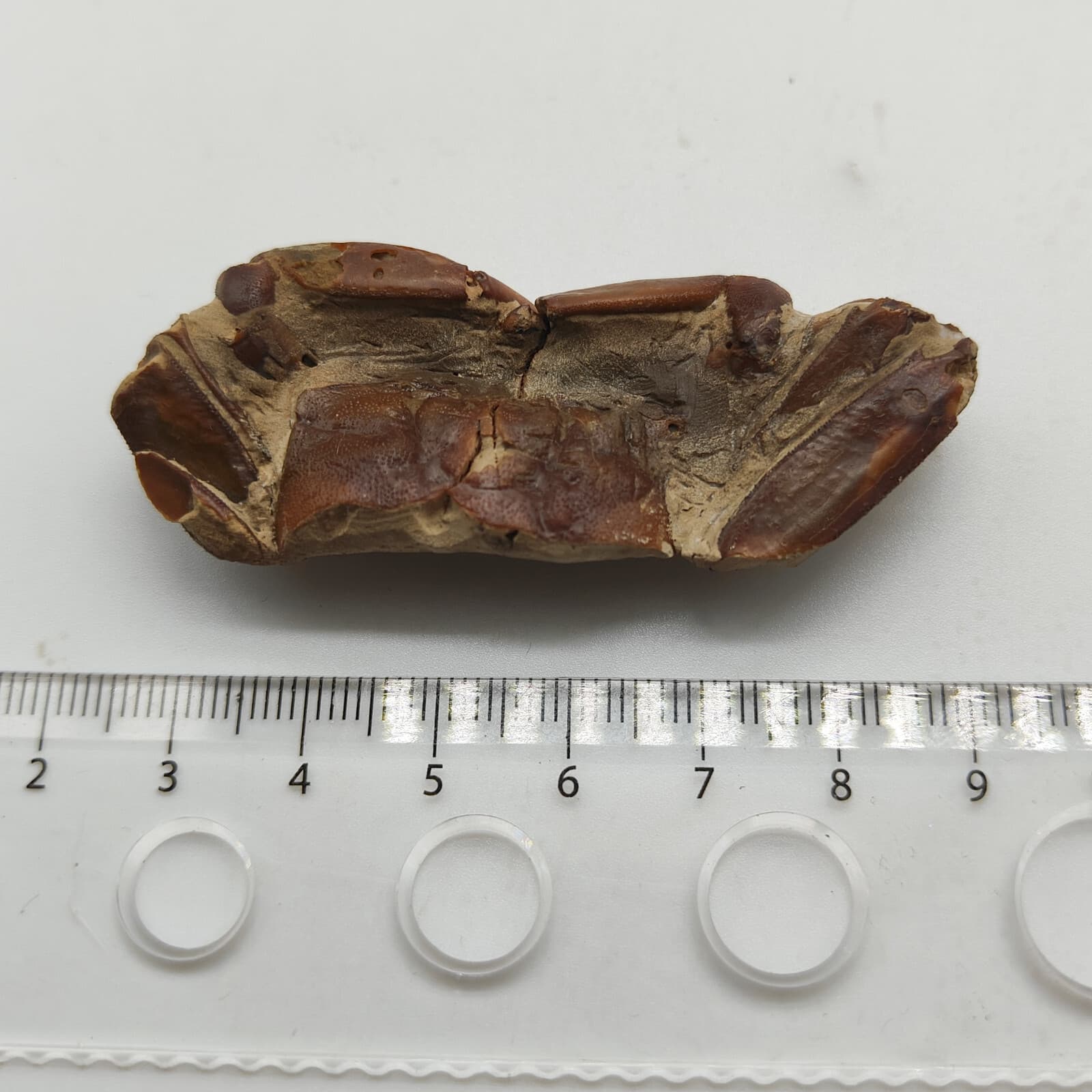 Jurassic Natural Crab animals Fossils Dinosaur Age 6