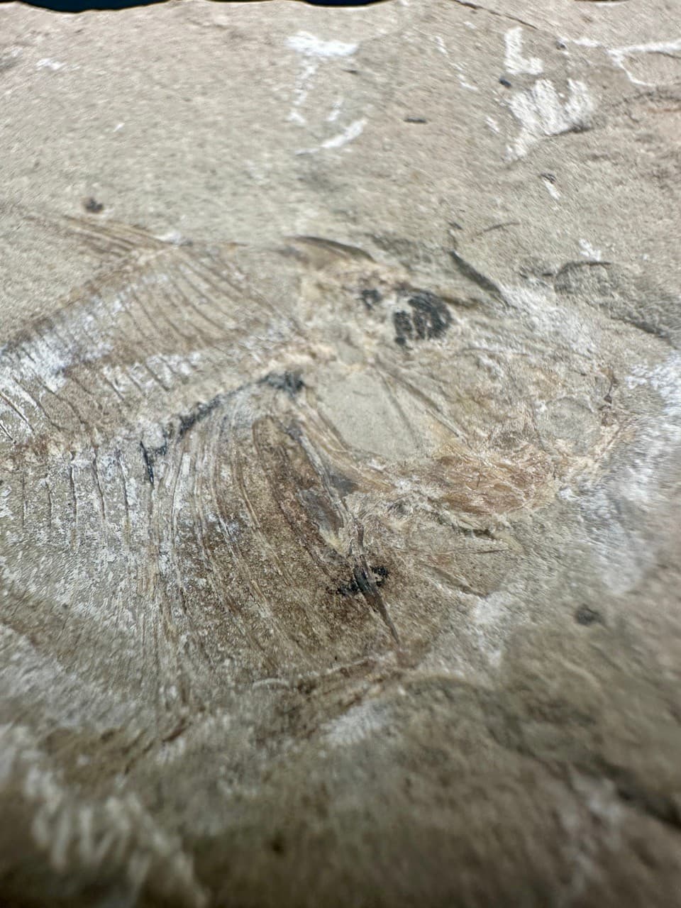 Pharmacichthys munismalis fossil fish - Late Cretaceous Haquel Lebanon - rare 4