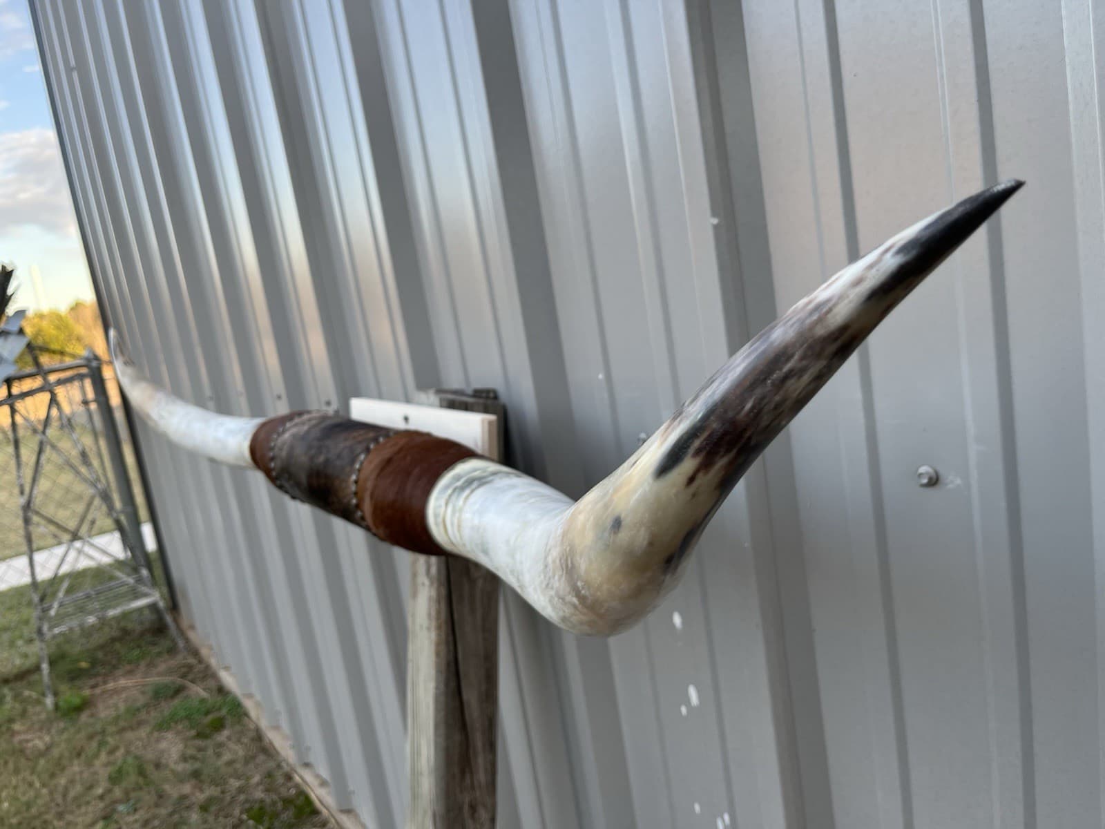 MOUNTED STEER HORNS 5 Feet 5 Inch wide LONGHORN POLISHED MOUNT BULL COW 3
