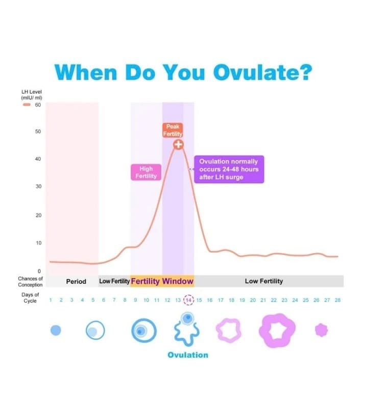 Easy@Home 50 Ovulation LH Tests – Fertility Predictor Kit 6